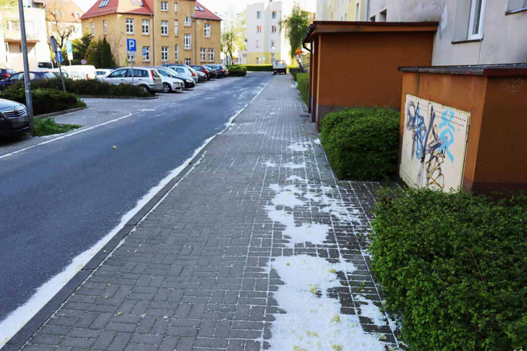 W Głogowie śnieży? Prawie maj, a na Stawnej biało