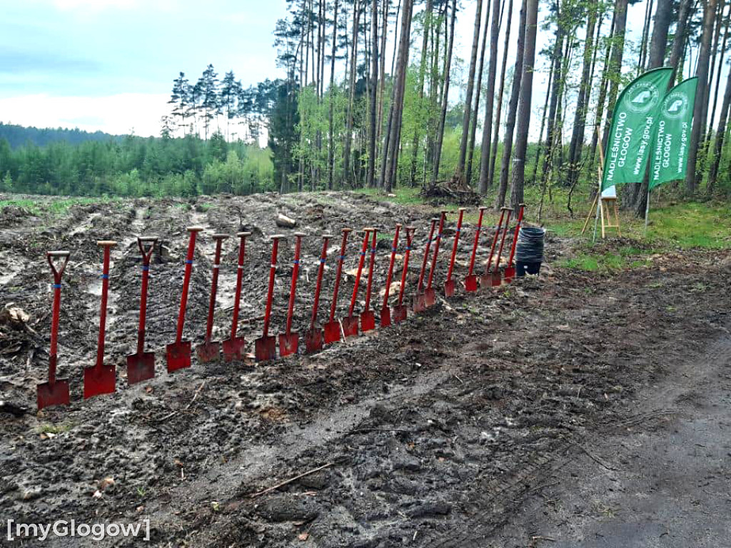Posadzili Las Pamięci Jana Pawła II