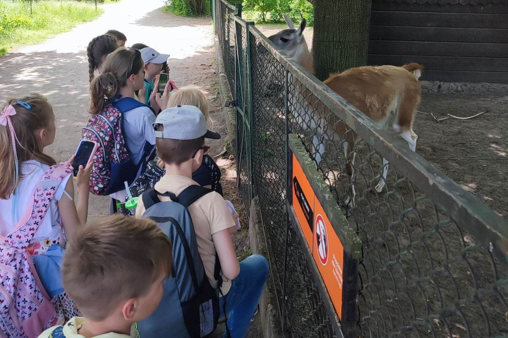 Oko w oko z tygrysem. Uczniowie z Nielubii w ZOO