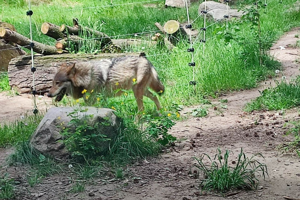Oko w oko z tygrysem. Uczniowie z Nielubii w ZOO