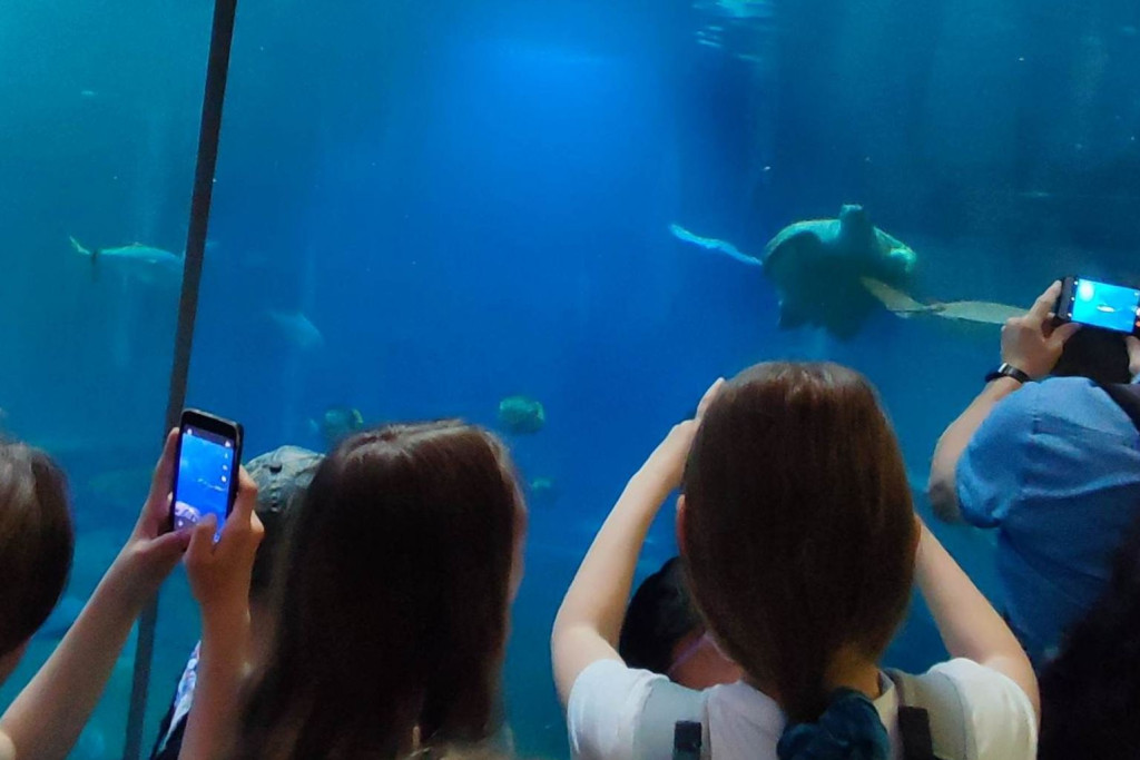 Oko w oko z tygrysem. Uczniowie z Nielubii w ZOO