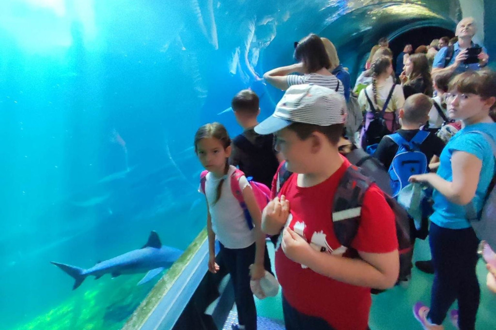 Oko w oko z tygrysem. Uczniowie z Nielubii w ZOO