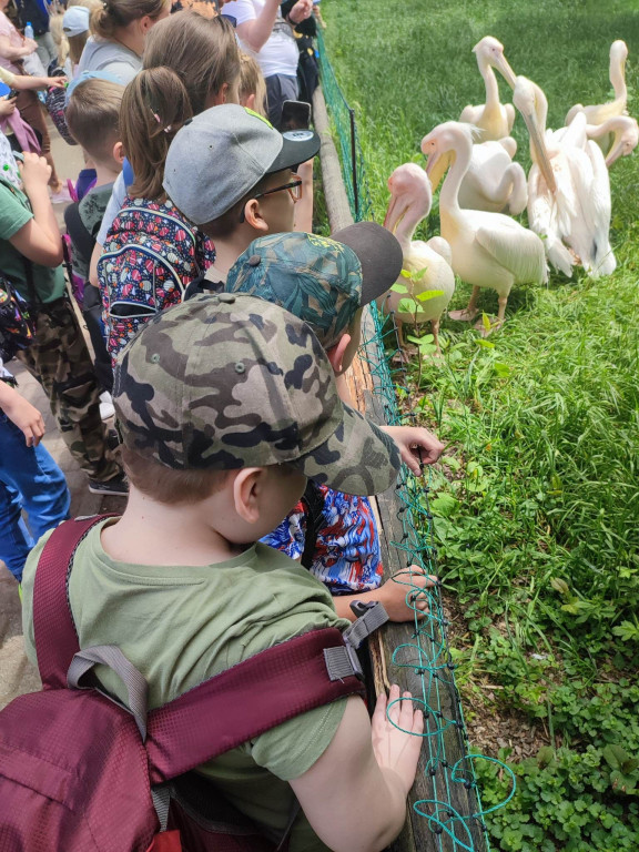 Oko w oko z tygrysem. Uczniowie z Nielubii w ZOO
