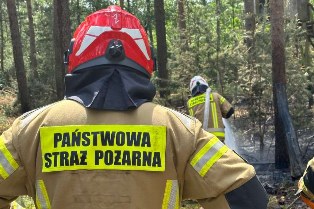 Pożar lasu koło Głogowa