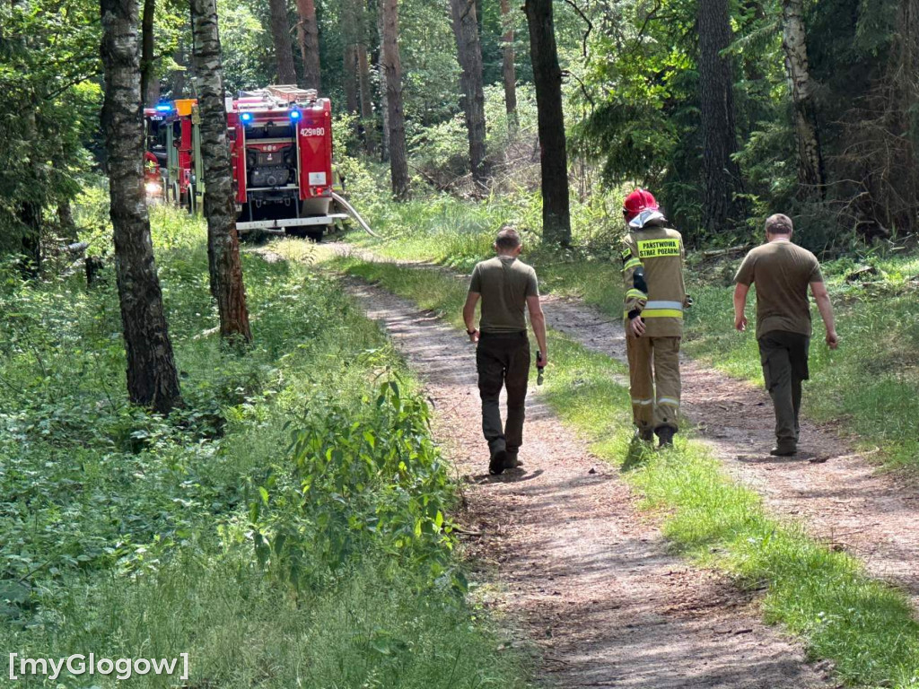 Pożar lasu koło Głogowa