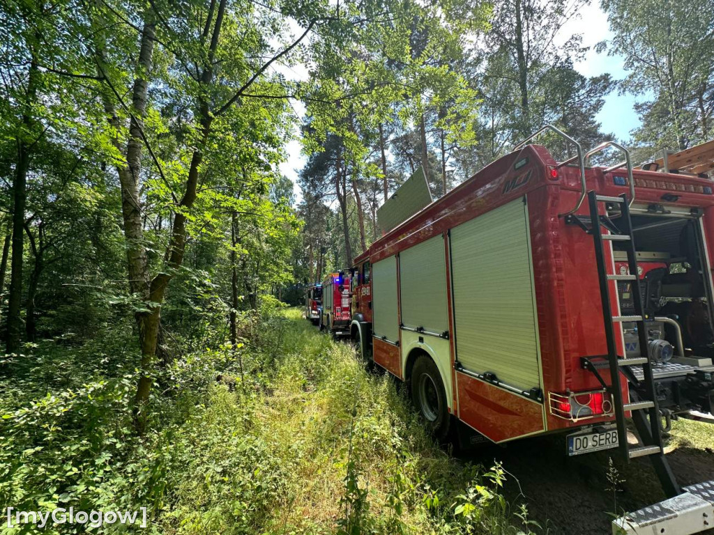 Pożar lasu koło Głogowa