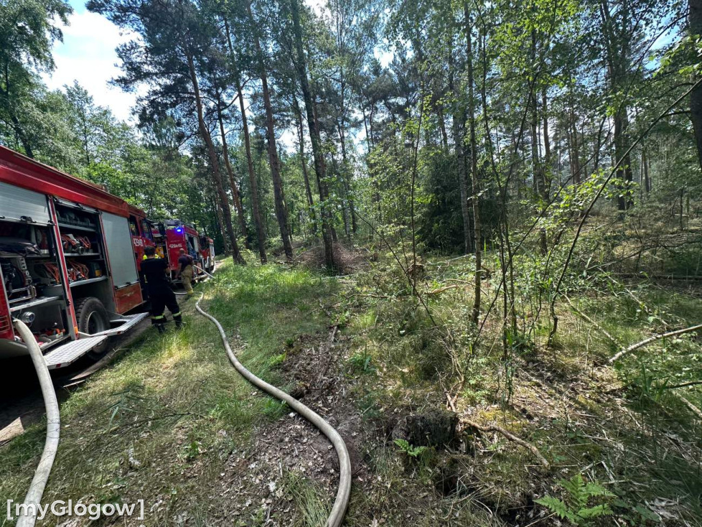 Pożar lasu koło Głogowa