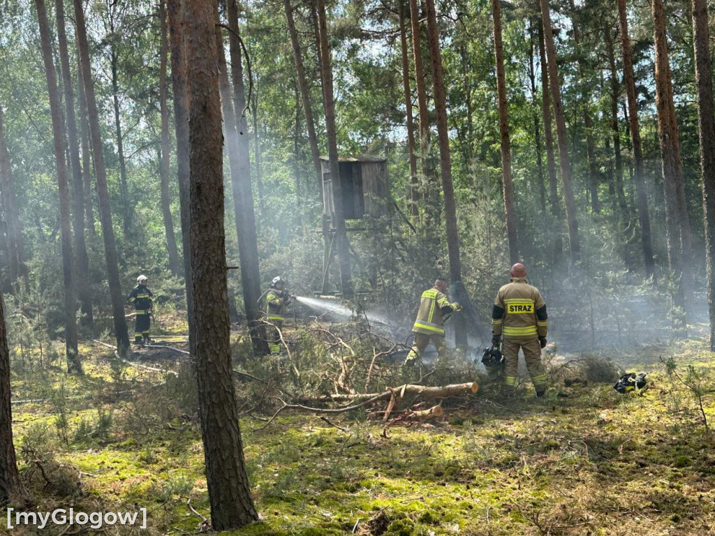 Pożar lasu koło Głogowa