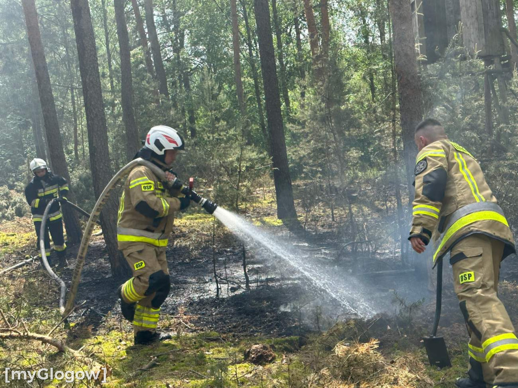 Pożar lasu koło Głogowa
