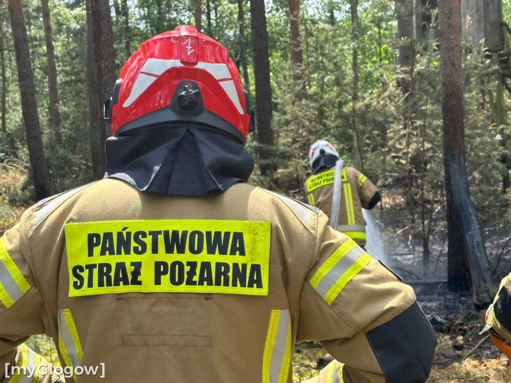 Pożar lasu koło Głogowa