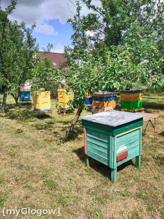V edycja konkursu Wzorowa Pasieka Gminy Grębocice