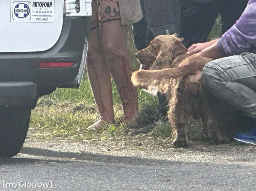 Wypadek w Cebrze. Auto wypadło z drogi