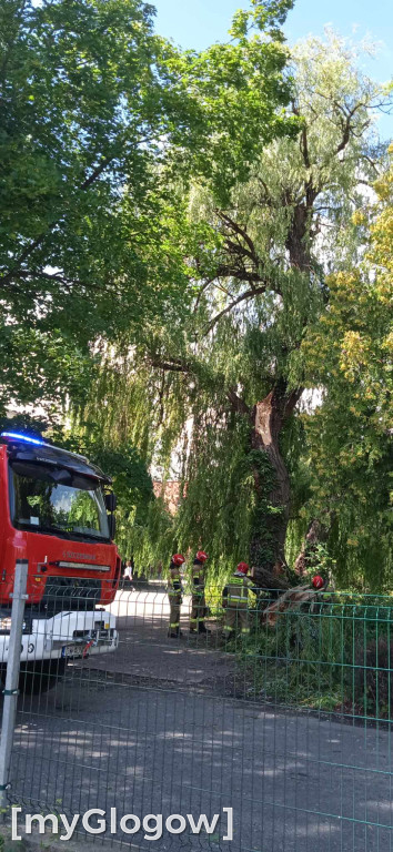 Potężny konar spadł na chodnik przed szkołą