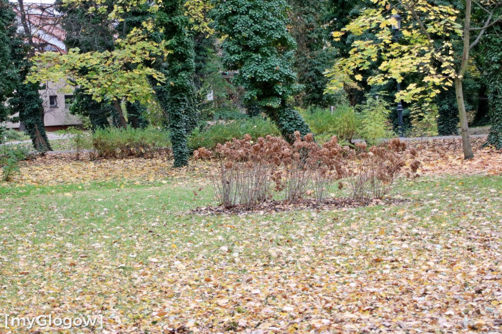 Pięknieje park miejski w Sławie
