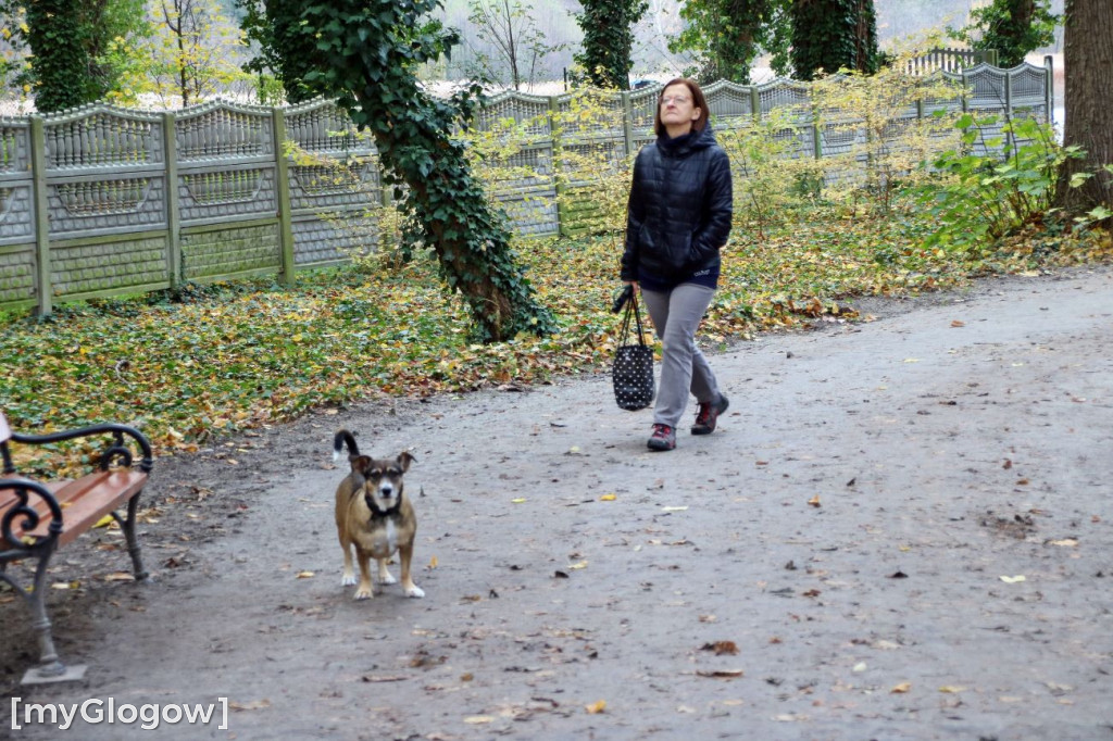 Pięknieje park miejski w Sławie