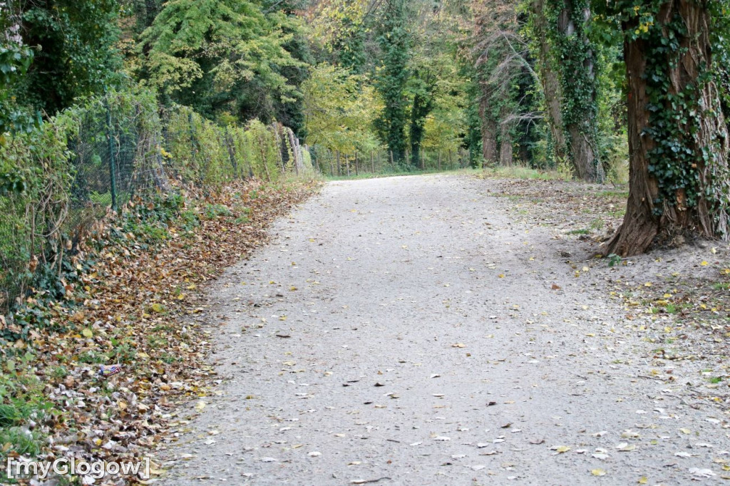Pięknieje park miejski w Sławie