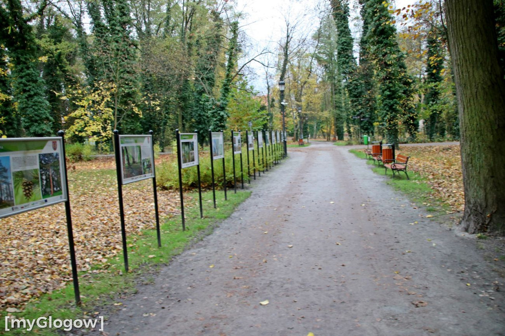 Pięknieje park miejski w Sławie