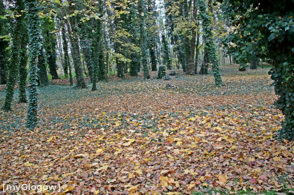 Pięknieje park miejski w Sławie