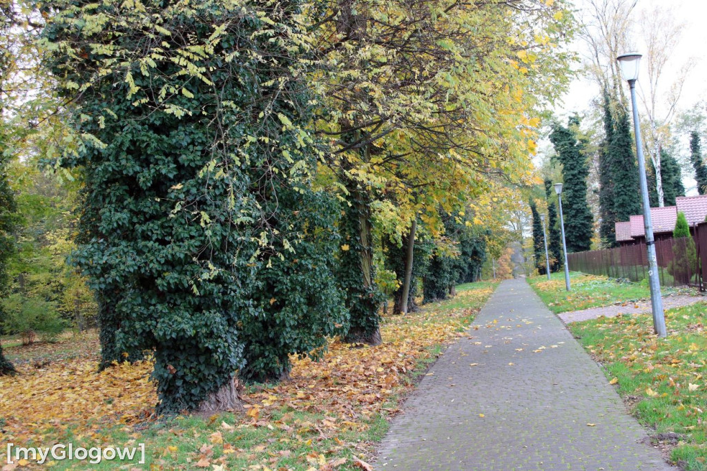 Pięknieje park miejski w Sławie