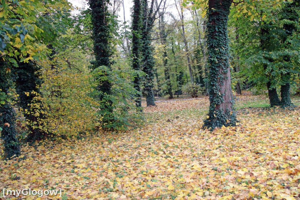 Pięknieje park miejski w Sławie