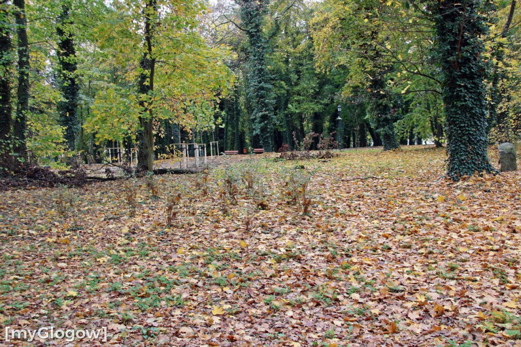 Pięknieje park miejski w Sławie