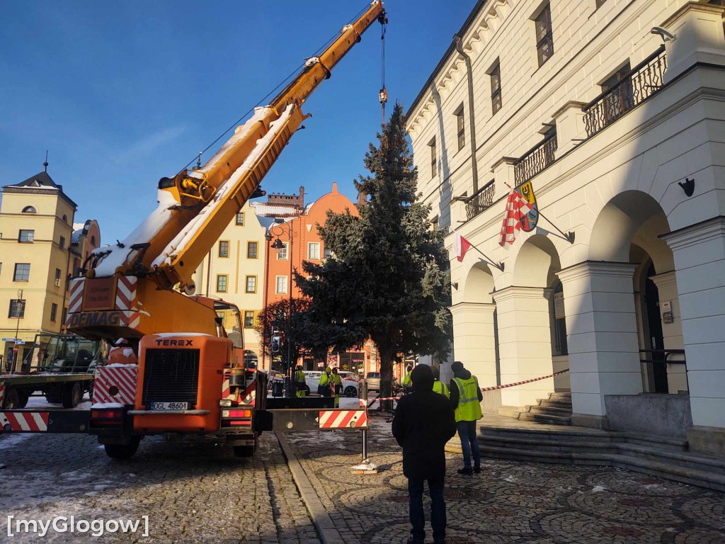 Przed ratuszem w Głogowie stanęła już choinka