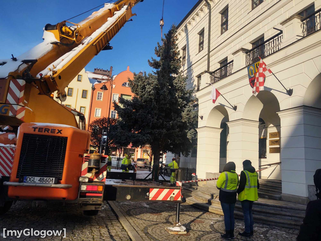 Przed ratuszem w Głogowie stanęła już choinka