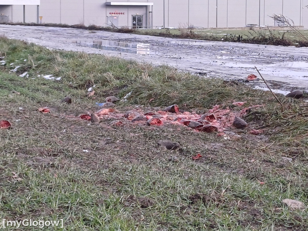  Dziesiątki rybich głów i morze flaków na polu za galerią Glogovia