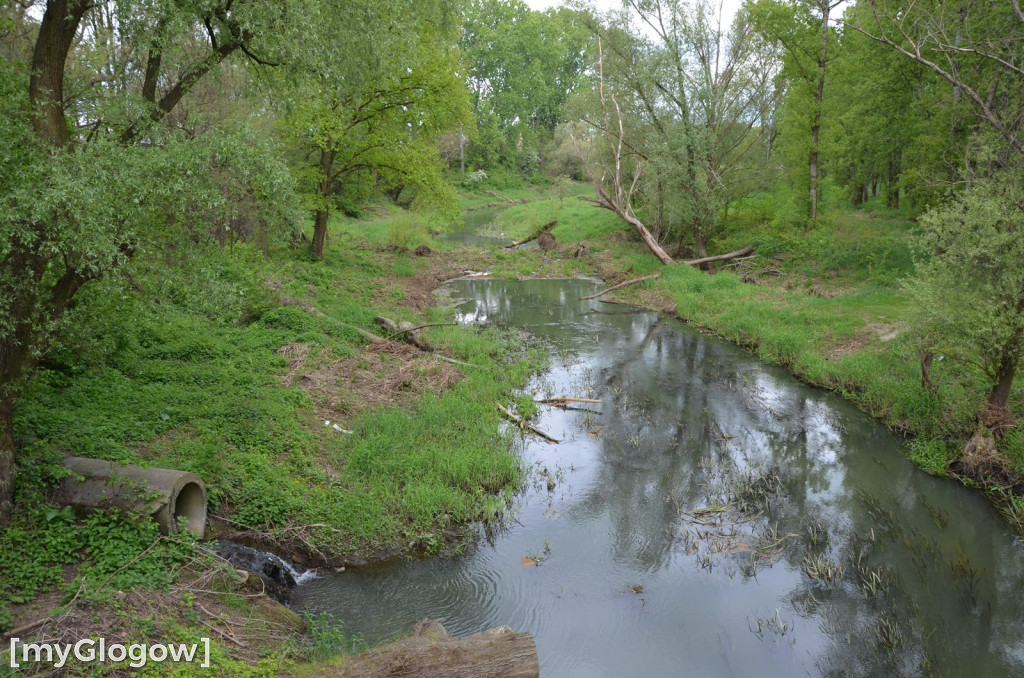 Akcja sprzątania nad Odrą w Głogowie. Ogromne ilości śmieci