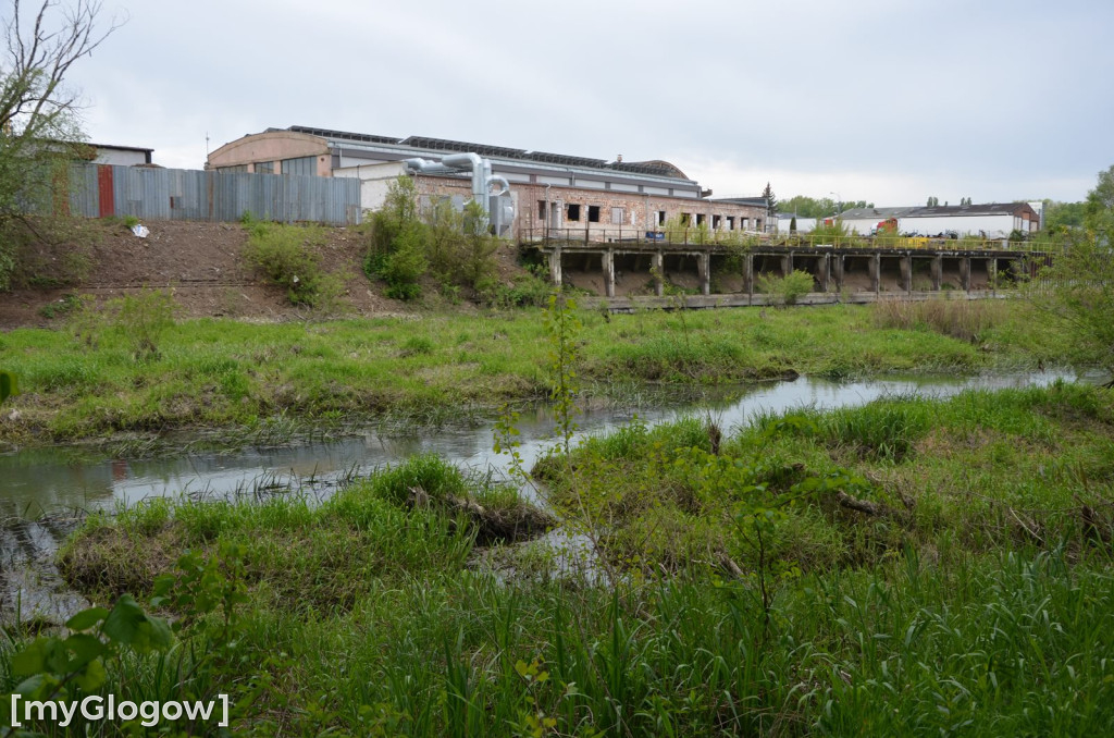Akcja sprzątania nad Odrą w Głogowie. Ogromne ilości śmieci