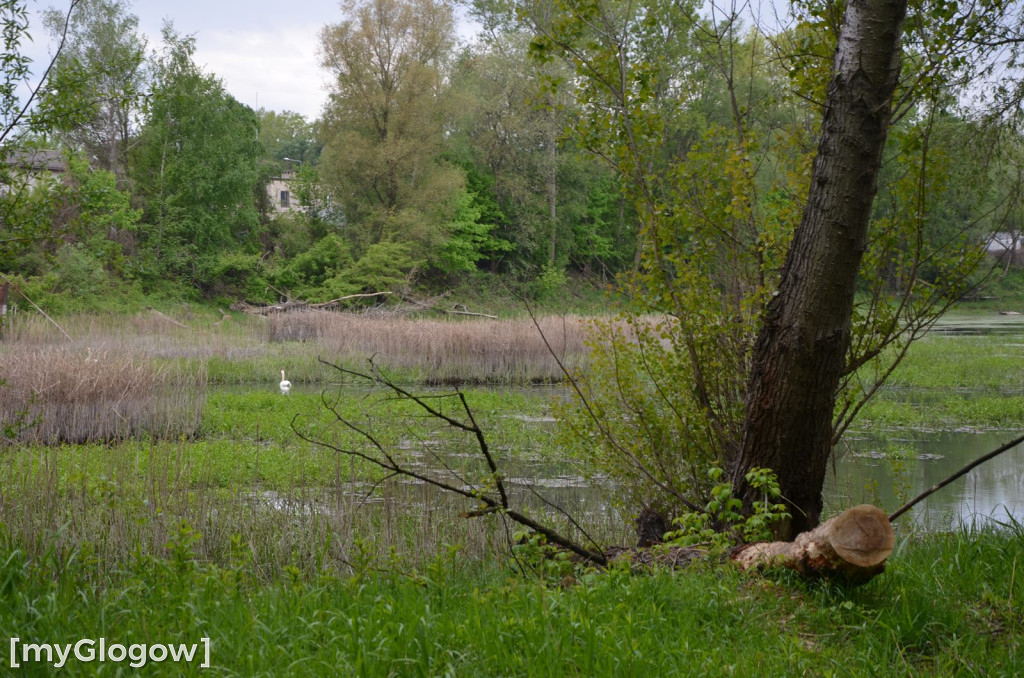 Akcja sprzątania nad Odrą w Głogowie. Ogromne ilości śmieci