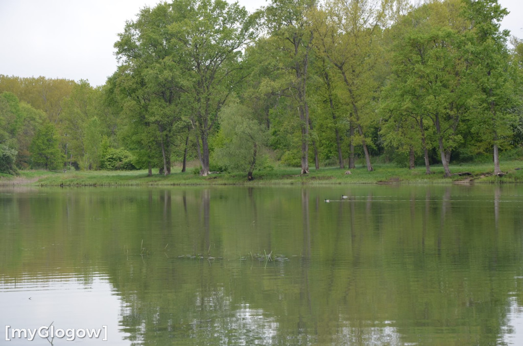 Akcja sprzątania nad Odrą w Głogowie. Ogromne ilości śmieci