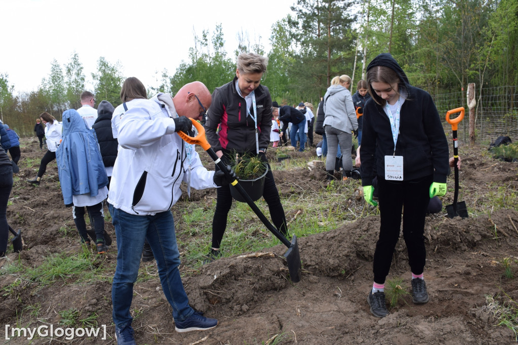 Wolontariusze sadzili las pod Hutą Miedzi Głogów