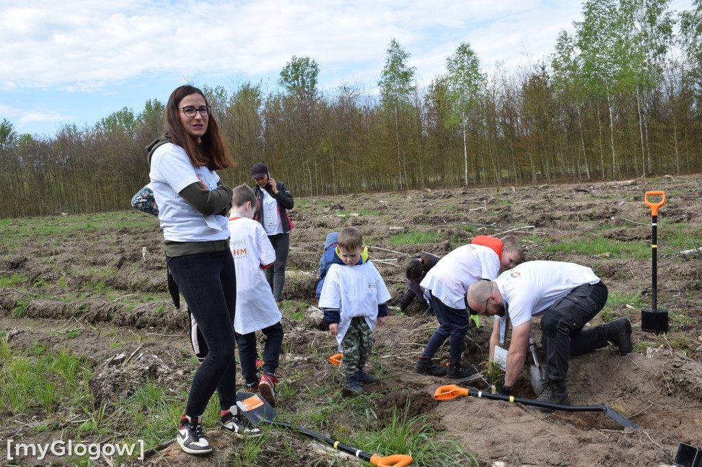 Wolontariusze sadzili las pod Hutą Miedzi Głogów