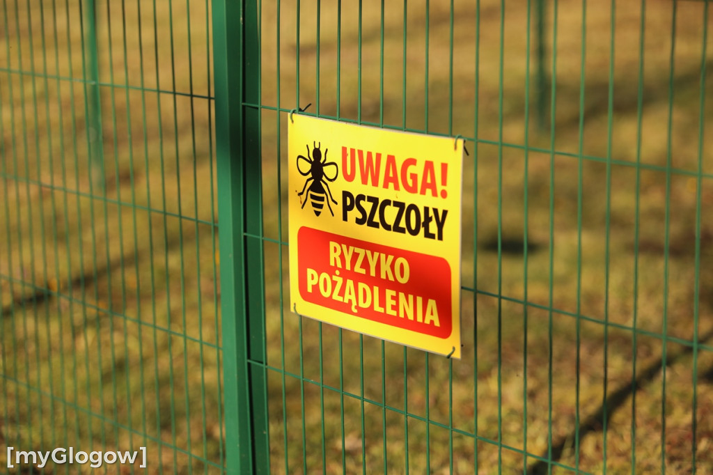Miejskie ule w centrum miasta