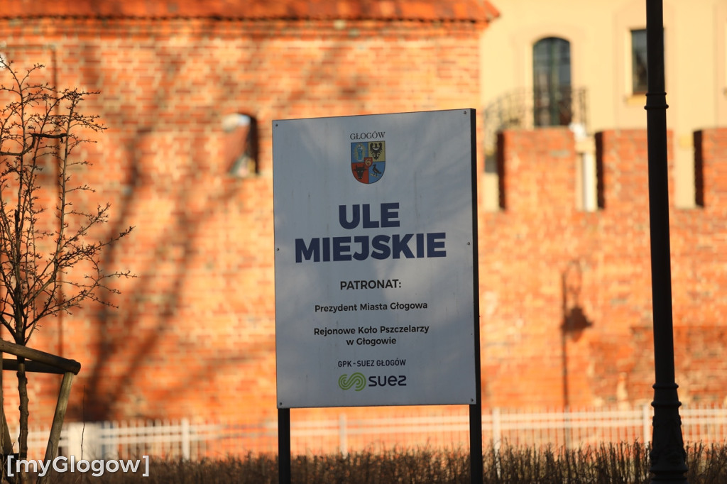 Miejskie ule w centrum miasta