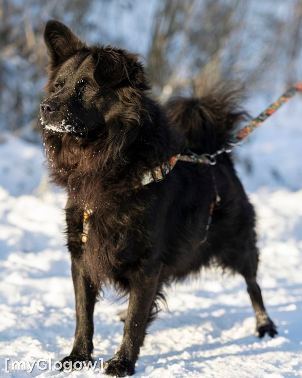 Psy czekają na adopcję