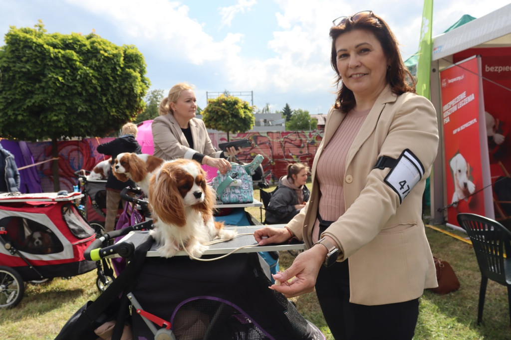 Wystawa psów rasowych w Głogowie