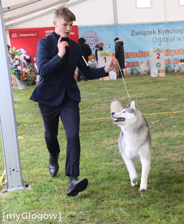 Wystawa psów rasowych w Głogowie
