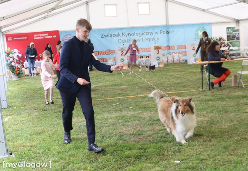 Wystawa psów rasowych w Głogowie