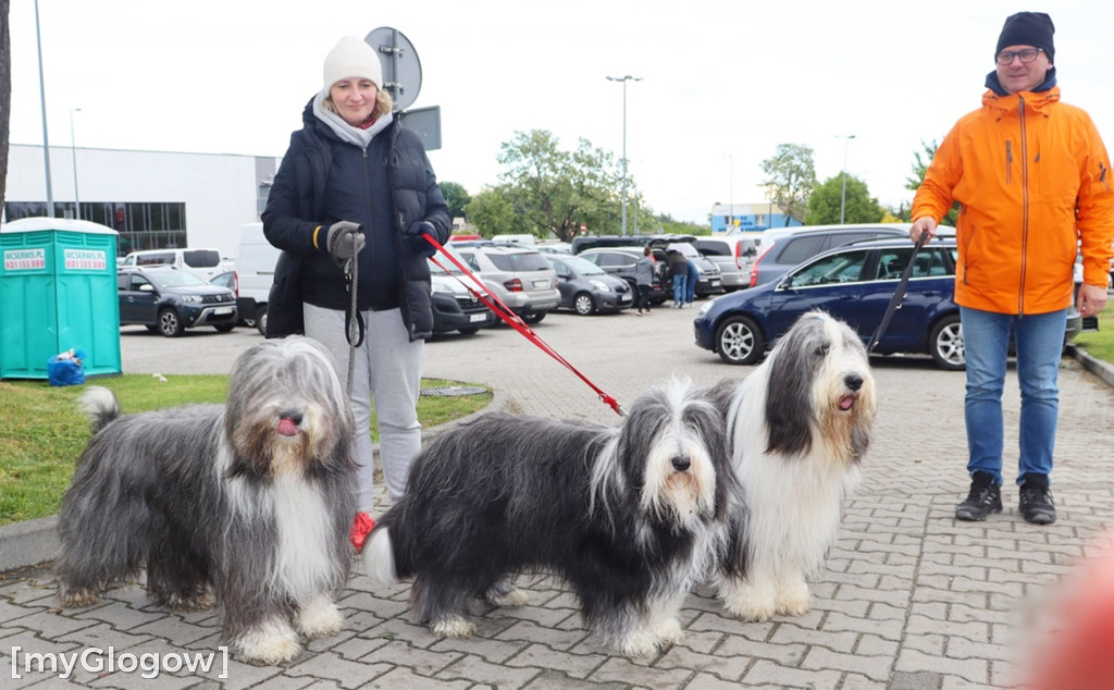 Wystawa psów rasowych w Głogowie