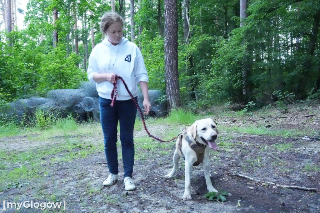 Dogtrekking w Leśnej Dolinie