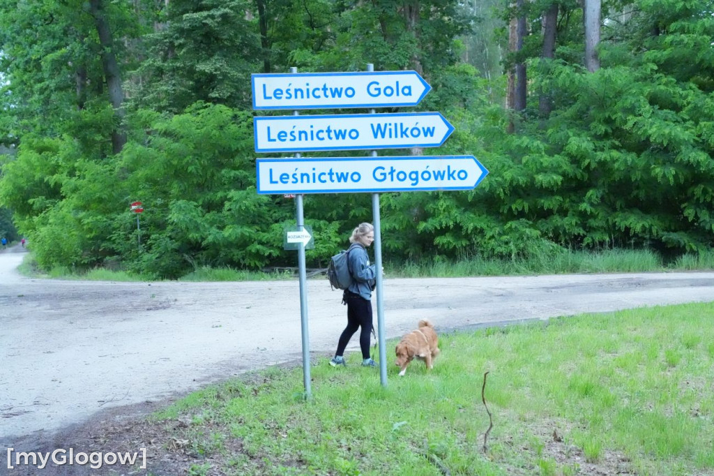 Dogtrekking w Leśnej Dolinie