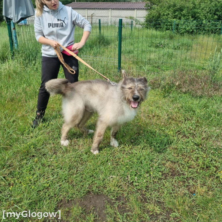 Wielka akcja kąpieli psów