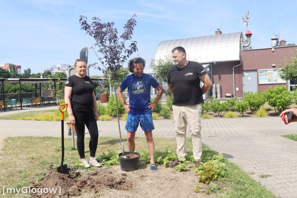 Milion drzew nad Odrą