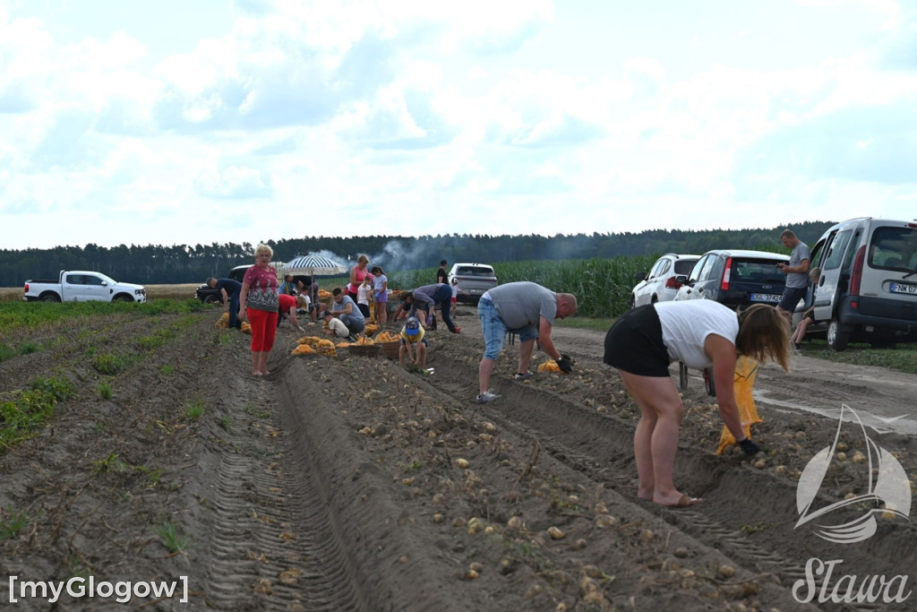 Akcja się udała! Całe rodziny na wykopkach