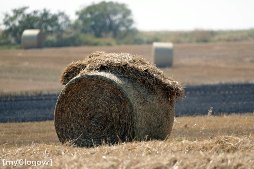 Ogromny pożar pod Głogowem