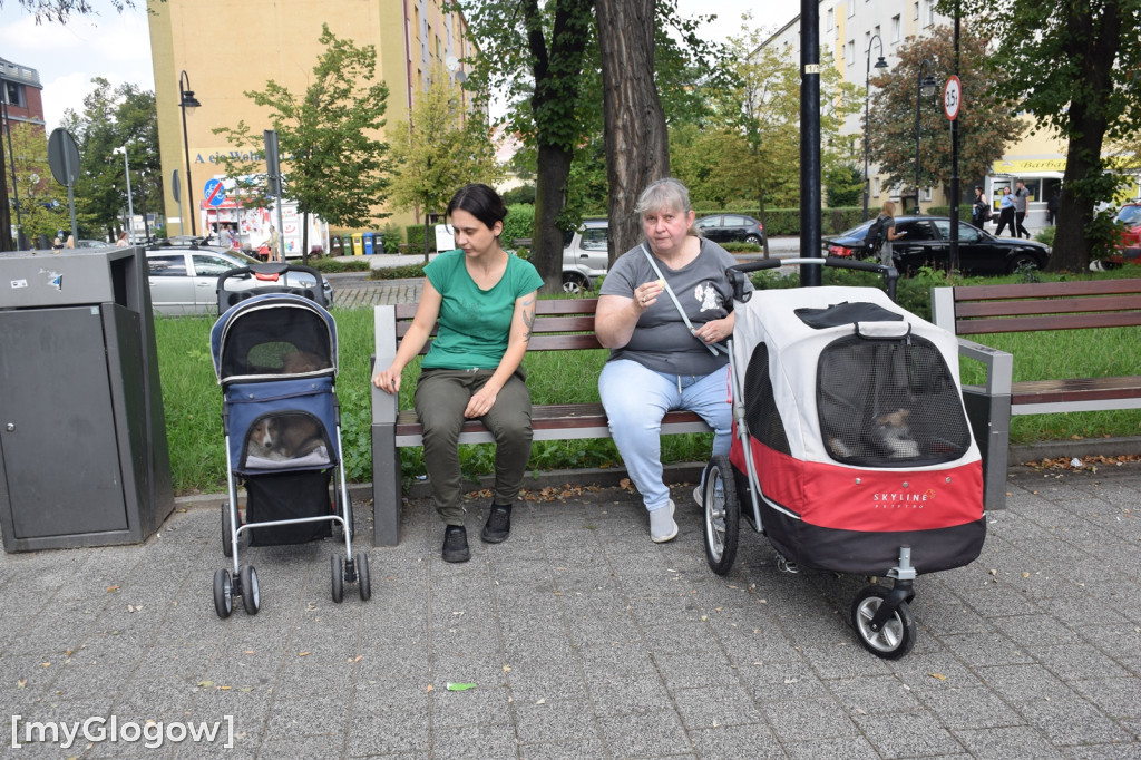 Spacer z psami w wózkach po Głogowie