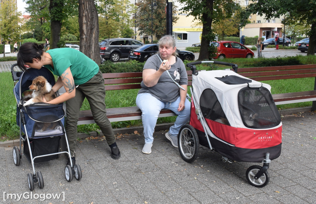 Spacer z psami w wózkach po Głogowie