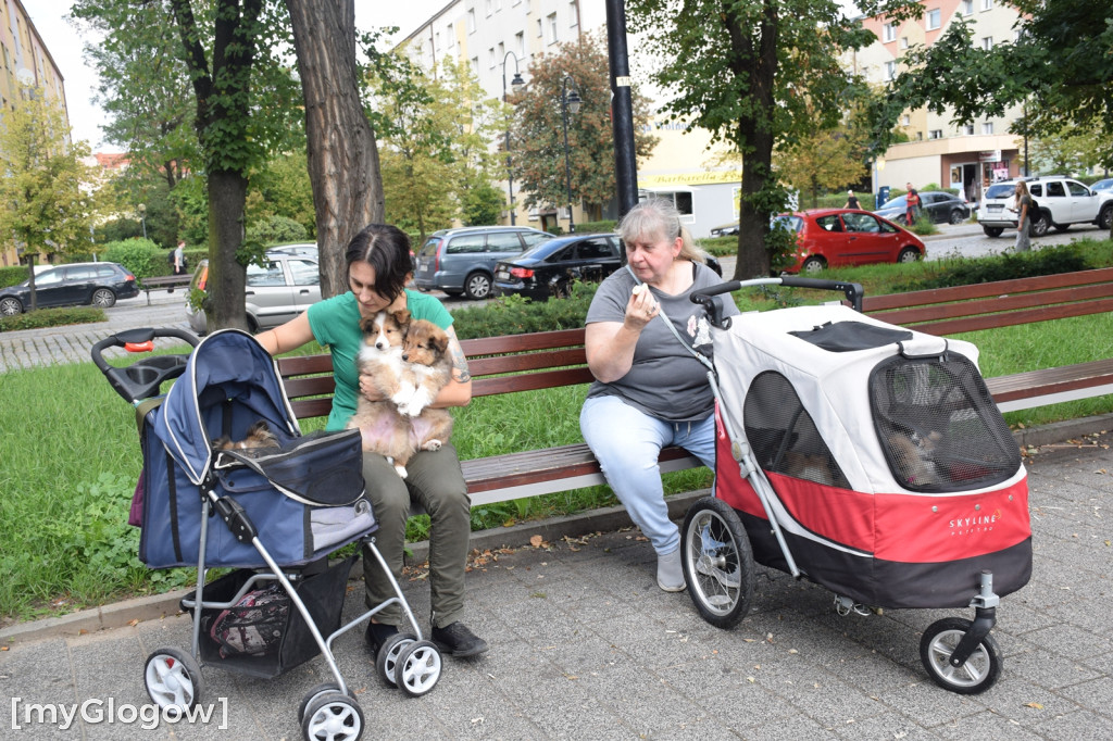 Spacer z psami w wózkach po Głogowie